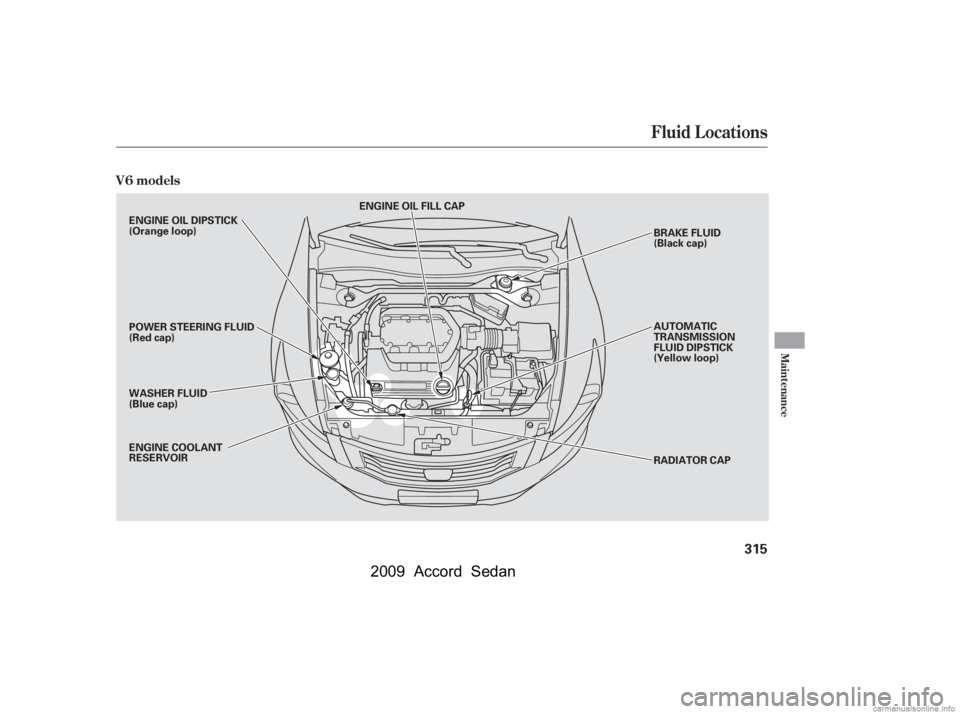 HONDA ACCORD SEDAN 2009  Owners Manual (in English) Fluid Locations
V6 models
Maint enance
315
ENGINE OIL FILL CAPBRAKE FLUID 
(Black cap) 
AUTOMATIC 
TRANSMISSION
FLUID DIPSTICK
(Yellow loop) 
RADIATOR CAP
ENGINE OIL DIPSTICK 
(Orange loop) 
POWER STE