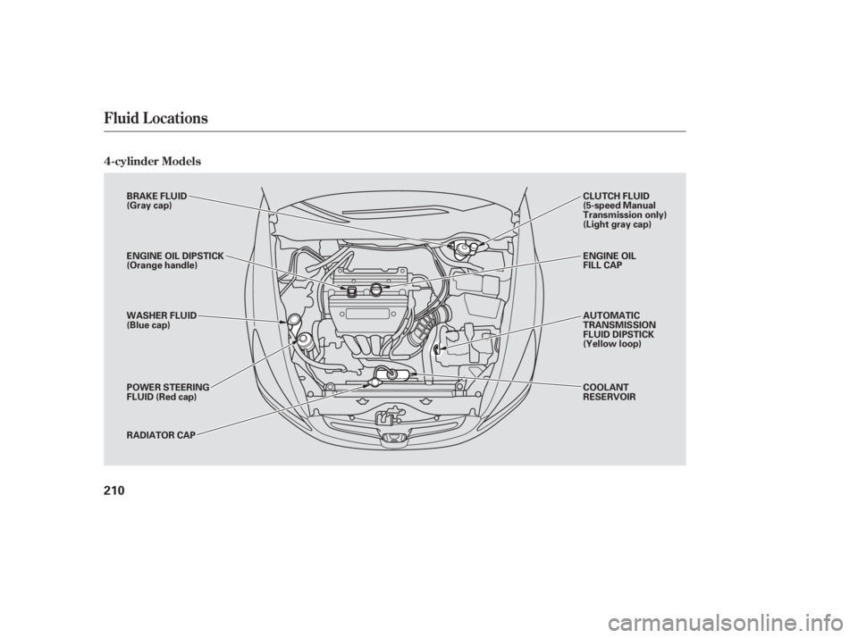 HONDA ACCORD SEDAN 2005 Owners Manual (in English) Fluid Locations
4-cylinder Models
210
BRAKE FLUID
(Gray cap)
ENGINE OIL DIPSTICK
(Orange handle)
WASHER FLUID
(Blue cap)
POWER STEERING
FLUID (Red cap)
RADIATOR CAPCLUTCH FLUID
(5-speed Manual
Transmi HONDA ACCORD SEDAN 2005 Owners Manual (in English) Fluid Locations
4-cylinder Models
210
BRAKE FLUID
(Gray cap)
ENGINE OIL DIPSTICK
(Orange handle)
WASHER FLUID
(Blue cap)
POWER STEERING
FLUID (Red cap)
RADIATOR CAPCLUTCH FLUID
(5-speed Manual
Transmi