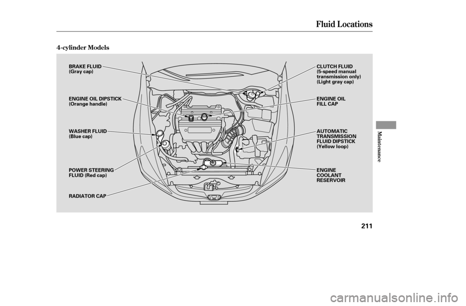 HONDA ACCORD 2005 CL7 / 7.G Owners Manual Fluid Locations
4-cylinder Models
Maint enance
211
BRAKE FLUID 
(Gray cap) 
ENGINE OIL DIPSTICK 
(Orange handle) 
WASHER FLUID 
(Blue cap) 
POWER STEERING 
FLUID (Red cap) 
RADIATOR CAPAUTOMATIC 
TRAN