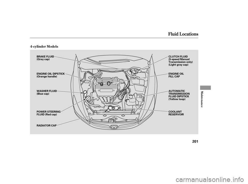HONDA ACCORD 2006 CL7 / 7.G Service Manual 4-cylinder Models
Fluid Locations
Maint enance
201
BRAKE FLUID 
(Gray cap) 
ENGINE OIL DIPSTICK 
(Orange handle) 
WASHER FLUID 
(Blue cap) 
POWER STEERING 
FLUID (Red cap) 
RADIATOR CAPCLUTCH FLUID 
(