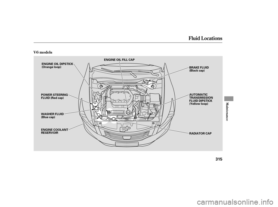 HONDA ACCORD 2008 8.G Owners Manual Fluid Locations
V6 models
Maint enance
315
ENGINE OIL FILL CAP
WASHER FLUID 
(Blue cap) ENGINE OIL DIPSTICK
(Orange loop)
ENGINE COOLANT
RESERVOIR BRAKE FLUID
(Black cap)
POWER STEERING
FLUID (Red cap