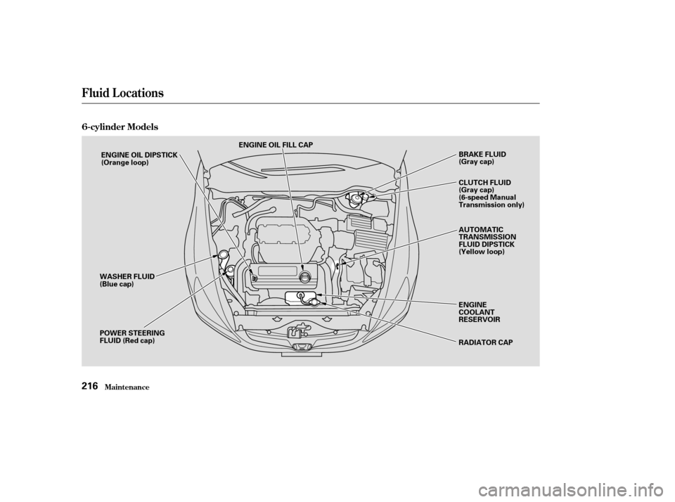 HONDA ACCORD COUPE 2004 CL7 / 7.G Owners Manual Fluid Locations
Maint enance
6-cylinder Models
216
ENGINE OIL FILL CAPRADIATOR CAP
ENGINE OIL DIPSTICK 
(Orange loop)
WASHER FLUID
(Blue cap) 
POWER STEERING 
FLUID (Red cap) BRAKE FLUID
(Gray cap) 
A