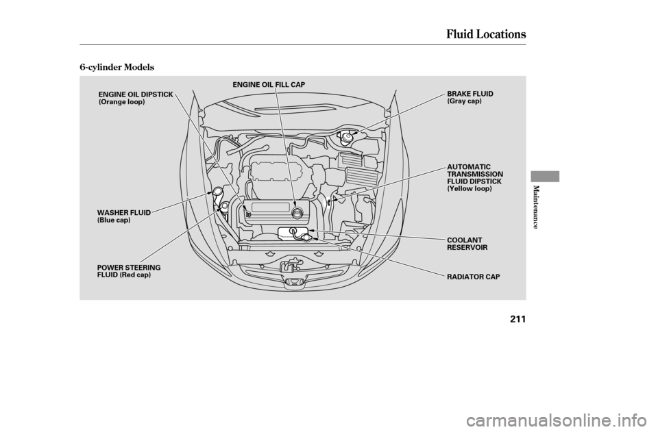 HONDA ACCORD COUPE 2005 CL7 / 7.G Owners Manual Fluid Locations
6-cylinder Models
Maint enance
211
ENGINE OIL FILL CAPBRAKE FLUID 
(Gray cap) 
AUTOMATIC 
TRANSMISSION
FLUID DIPSTICK
(Yellow loop) 
COOLANT 
RESERVOIR 
RADIATOR CAP
POWER STEERING 
FL