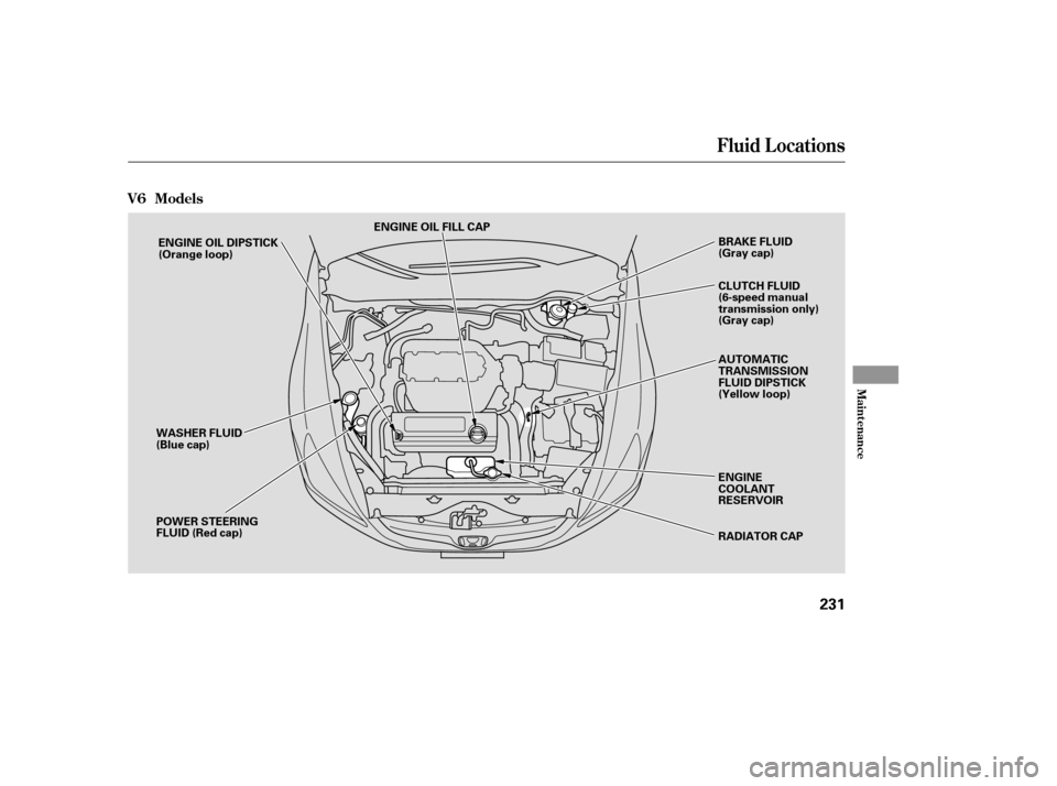 HONDA ACCORD COUPE 2007 CL7 / 7.G Owners Manual Fluid Locations
Maint enance
231
ENGINE OIL FILL CAPRADIATOR CAP
ENGINE OIL DIPSTICK 
(Orange loop)
WASHER FLUID
(Blue cap) 
POWER STEERING 
FLUID (Red cap) BRAKE FLUID
(Gray cap) 
AUTOMATIC 
TRANSMIS