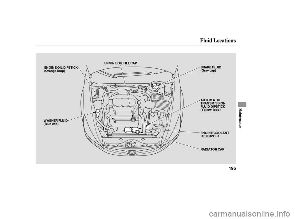 HONDA ACCORD HYBRID 2006 CL7 / 7.G Owners Manual Fluid Locations
Maint enance
195
ENGINE OIL FILL CAPRADIATOR CAP
ENGINE OIL DIPSTICK
(Orange loop)
WASHER FLUID
(Blue cap) BRAKE FLUID
(Gray cap)
AUTOMATIC
TRANSMISSION
FLUID DIPSTICK
(Yellow loop)
EN