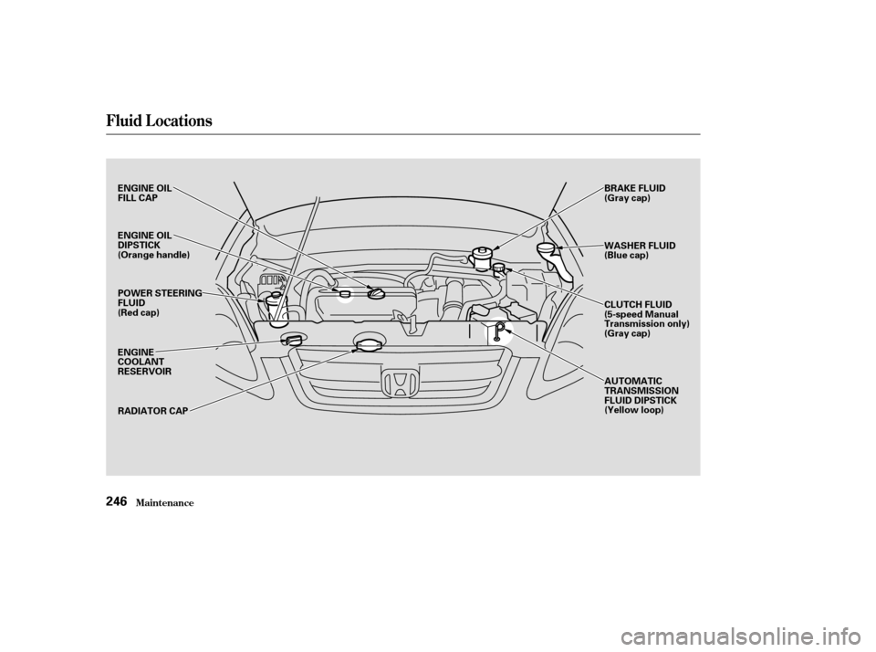 HONDA CR-V 2003 RD4-RD7 / 2.G Owners Manual Fluid Locations
Maint enance246
ENGINE OIL
FILL CAP
POWER STEERING
FLUID
(Red cap)
ENGINE
COOLANT
RESERVOIRRADIATOR CAP BRAKE FLUID
(Gray cap)
WASHER FLUID
(Blue cap)
CLUTCH FLUID
(5-speed Manual
Tran