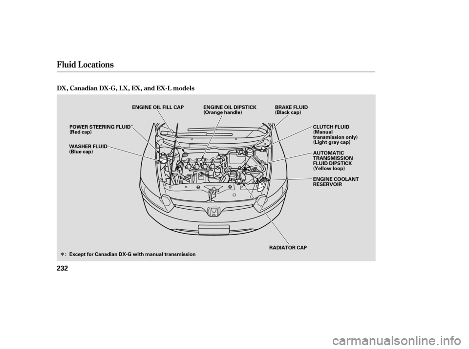 HONDA CIVIC COUPE 2008 8.G Owners Manual ÎÎ
Fluid Locations
DX, Canadian DX-G, L X, EX, and EX-L models
232
RADIATOR CAP
WASHER FLUID 
(Blue cap)
ENGINE OIL DIPSTICK
(Orange handle)
BRAKE FLUID
(Black cap)
ENGINE OIL FILL CAP
CLUTCH FLUI