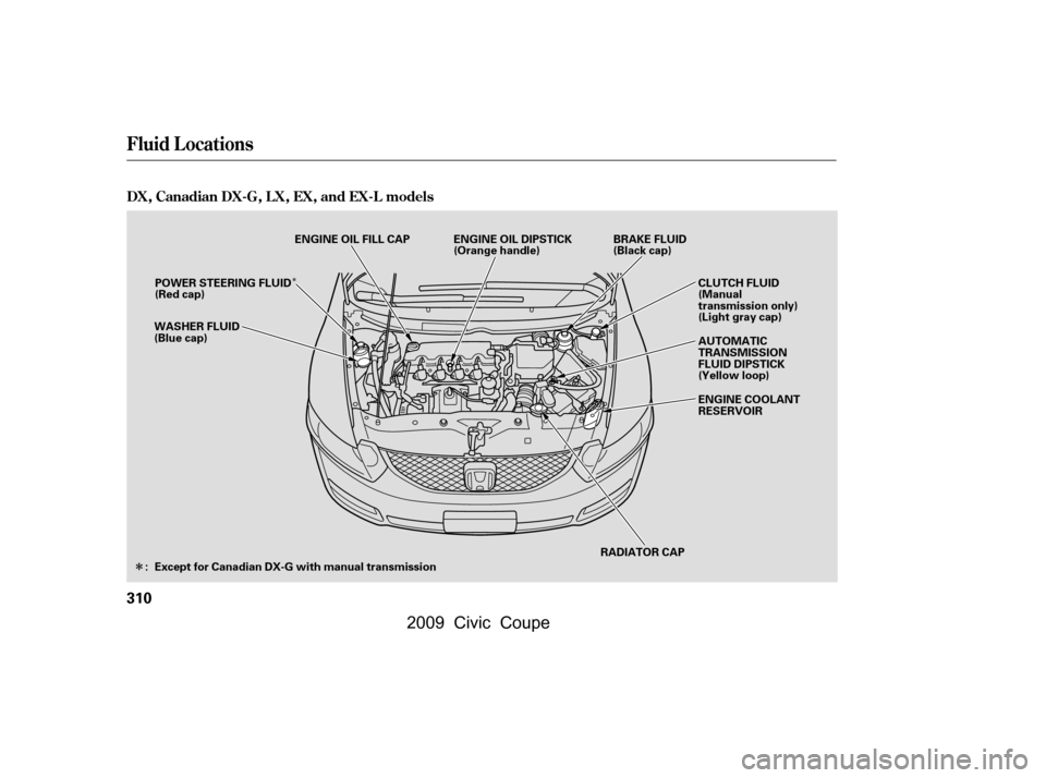 HONDA CIVIC COUPE 2009 8.G Owners Manual Î
Î
Fluid Locations
DX, Canadian DX-G, L X, EX, and EX-L models
310
RADIATOR CAP
WASHER FLUID 
(Blue cap)
ENGINE OIL DIPSTICK
(Orange handle)
BRAKE FLUID
(Black cap)
ENGINE OIL FILL CAP
CLUTCH FLU