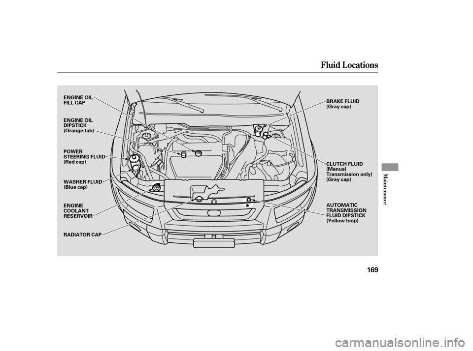 HONDA ELEMENT 2005 1.G Owners Manual Fluid Locations
Maint enance
169
BRAKE FLUID
(Gray cap)AUTOMATIC
TRANSMISSION
FLUID DIPSTICK
(Yellow loop)
RADIATOR CAP
ENGINE
COOLANT
RESERVOIR WASHER FLUID
(Blue cap)
ENGINE OIL
FILL CAP
POWER
STEER