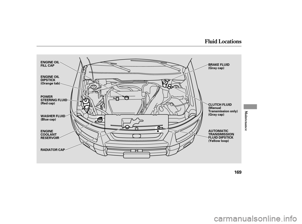 HONDA ELEMENT 2006 1.G Owners Manual Fluid Locations
Maint enance
169
BRAKE FLUID
(Gray cap)AUTOMATIC
TRANSMISSION
FLUID DIPSTICK
(Yellow loop)
RADIATOR CAP
ENGINE
COOLANT
RESERVOIR WASHER FLUID
(Blue cap)
ENGINE OIL
FILL CAP
POWER
STEER