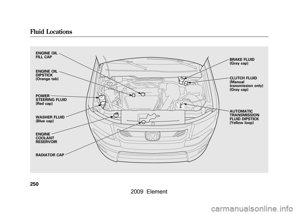 HONDA ELEMENT 2009 1.G Owners Manual ENGINE OIL 
FILL CAP 
ENGINE OIL 
DIPSTICK 
(Orange tab) 
POWER 
STEERING FLUID
(Red cap) 
WASHER FLUID 
(Blue cap) 
ENGINE 
COOLANT
RESERVOIR 
RADIATOR CAPBRAKE FLUID 
(Gray cap) 
CLUTCH FLUID 
(Manu