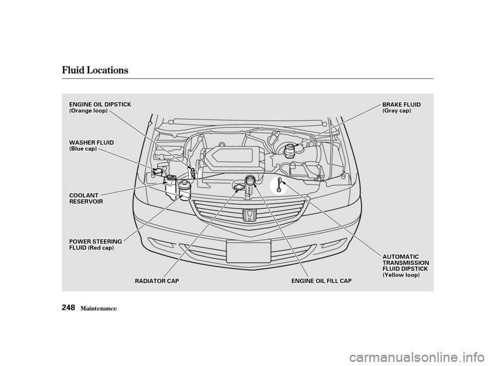 HONDA ODYSSEY 2001 RA6-RA9 / 2.G Owners Manual Fluid Locations
Maint enance
248
BBRRAAKKEEFFLLUUIIDD((GGrraayyccaapp))
CCOOOOLLAANNTTRREESSEERRVVOOIIRR
EENNGGIINNEEOOIILLDDIIPPSSTTIICCKK((OOrraannggeelloooopp))
PPOOWWEERRSSTTEEEERRIINNGGFFLLUUIIDD