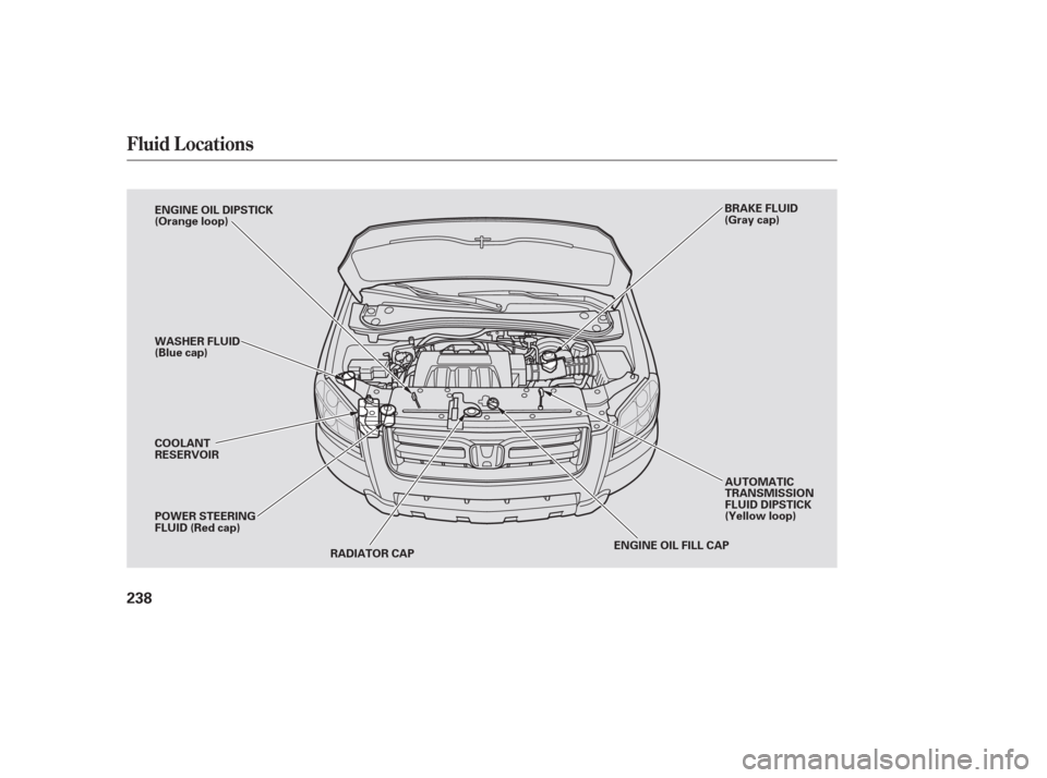 HONDA PILOT 2006 1.G Owners Manual Fluid Locations
238
RADIATOR CAP
ENGINE OIL DIPSTICK
(Orange loop)
BRAKE FLUID
(Gray cap)
WASHER FLUID
(Blue cap)
AUTOMATIC
TRANSMISSION
FLUID DIPSTICK
(Yellow loop)
POWER STEERING
FLUID (Red cap) COO