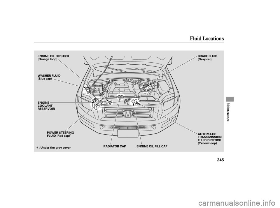 HONDA RIDGELINE 2007 1.G Owners Manual Î
Î
Fluid Locations
Maint enance
245
ENGINE OIL DIPSTICK
(Orange loop)
WASHER FLUID
(Blue cap)RADIATOR CAP AUTOMATIC
TRANSMISSION
FLUID DIPSTICK
(Yellow loop)
BRAKE FLUID
(Gray cap)
ENGINE
COOLANT