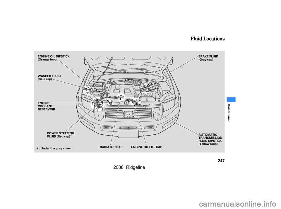 HONDA RIDGELINE 2008 1.G Owners Manual Î
Î
Fluid Locations
Maint enance
247
ENGINE OIL DIPSTICK 
(Orange loop) 
WASHER FLUID 
(Blue cap)AUTOMATIC
TRANSMISSION
FLUID DIPSTICK
(Yellow loop)
BRAKE FLUID
(Gray cap)
ENGINE
COOLANT
RESERVOIR