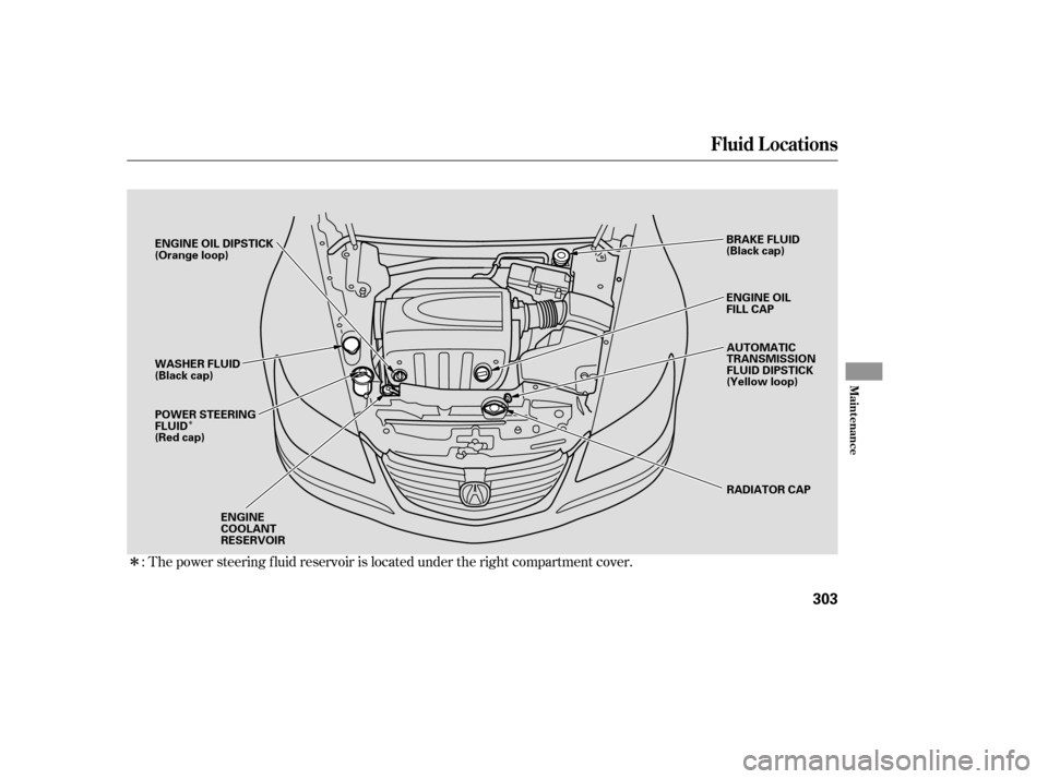 Acura RL 2005  Owners Manual Î
Î: The power steering f luid reservoir is located under the right compartment cover.
Fluid Locations
Maint enance
303
RADIATOR CAP
ENGINE OIL
FILL CAP
ENGINE OIL DIPSTICK
(Orange loop)
AUTOMATIC