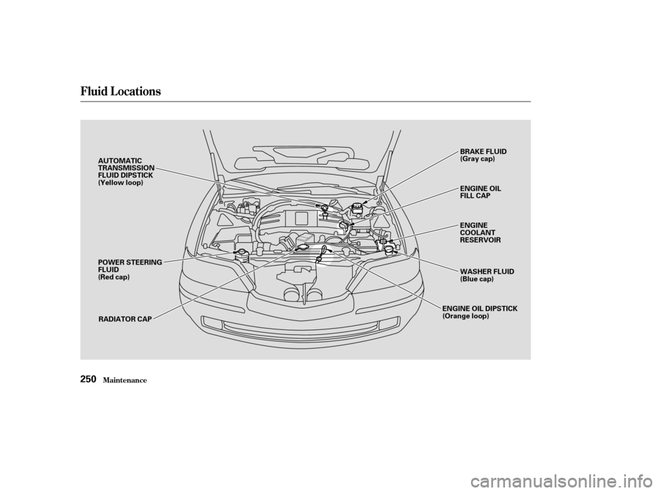 Acura RL 2004  3.5 Owners Manual Fluid Locations
Maint enance250
RADIATOR CAPENGINE OIL
FILL CAP BRAKE FLUID
(Gray cap)
ENGINE OIL DIPSTICK
(Orange loop)
AUTOMATIC
TRANSMISSION
FLUID DIPSTICK
(Yellow loop)
ENGINE
COOLANT
RESERVOIR
WA