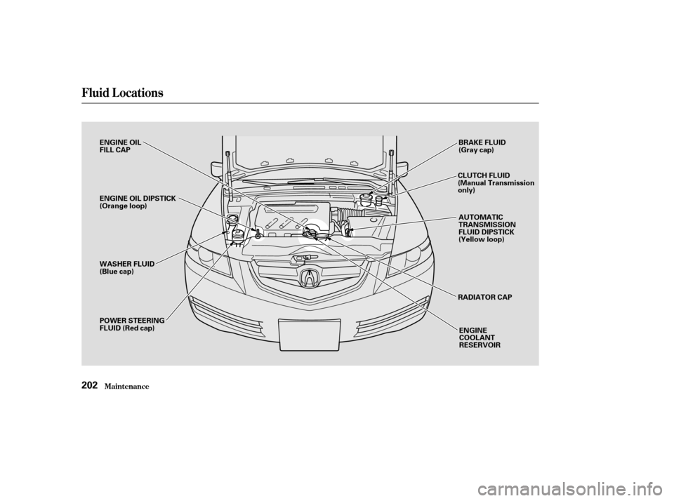 Acura TL 2004  Owners Manual Fluid Locations
Maint enance202
ENGINE OIL
FILL CAP
ENGINE OIL DIPSTICK
(Orange loop)
WASHER FLUID
(Blue cap)
POWER STEERING
FLUID (Red cap)BRAKE FLUID
(Gray cap)
AUTOMATIC
TRANSMISSION
FLUID DIPSTICK