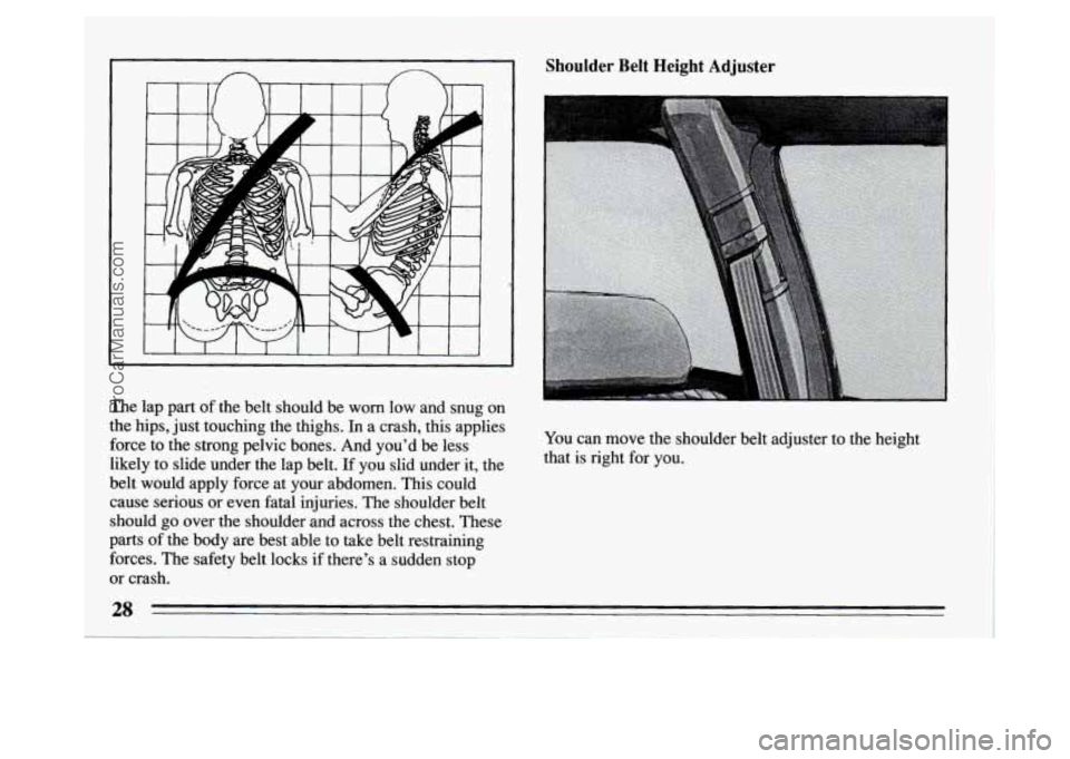 BUICK PARK AVENUE 1994 Owners Manual The  lap part of the belt  should be worn  low and  snug on 
the  hips,  just  touching  the  thighs.  In a crash,  this applies 
force  to the  strong pelvic bones. And  youd be less 
likely  to  sl
