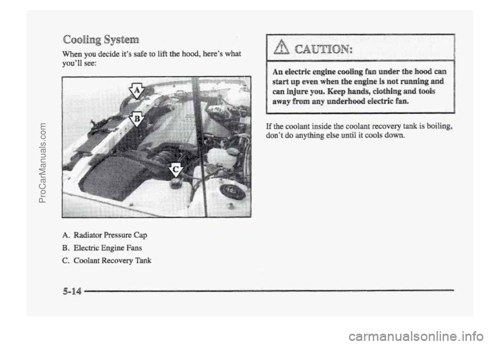 BUICK PARK AVENUE 1998  Owners Manual When you decide it’s safe to lift the hood, here’s  what 
you’ll see: 
A. Radiator  Pressure Cap 
B. Electric  Engine Fans 
C. Coolant Recovery Tank 
ProCarManuals.com 
